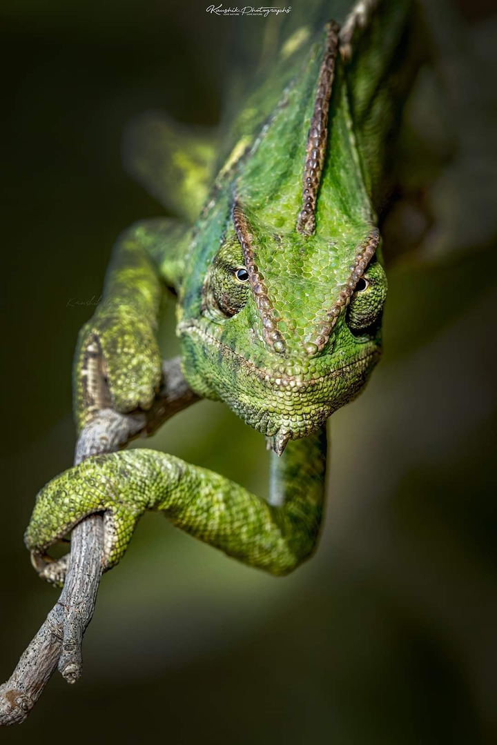Chameleon ?