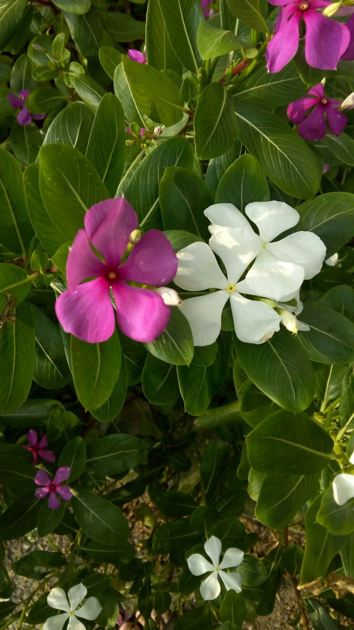 flower