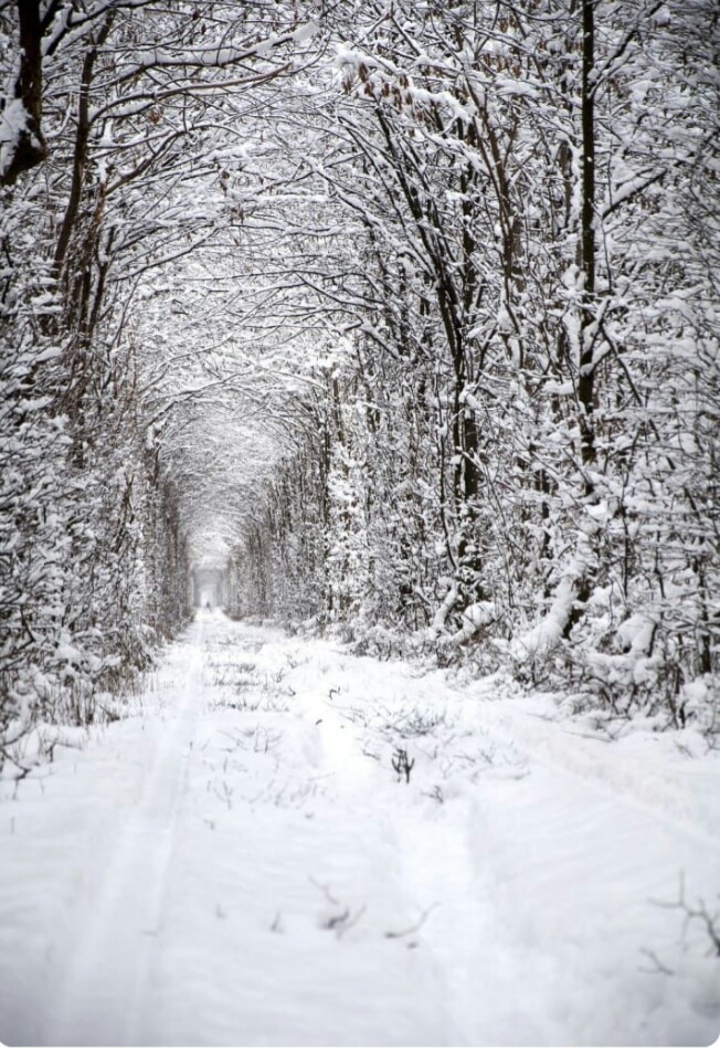 Snowy Forest