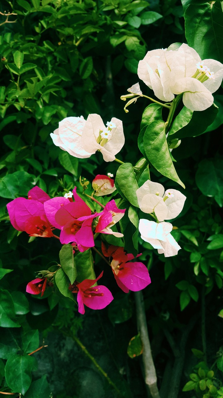 Flowers