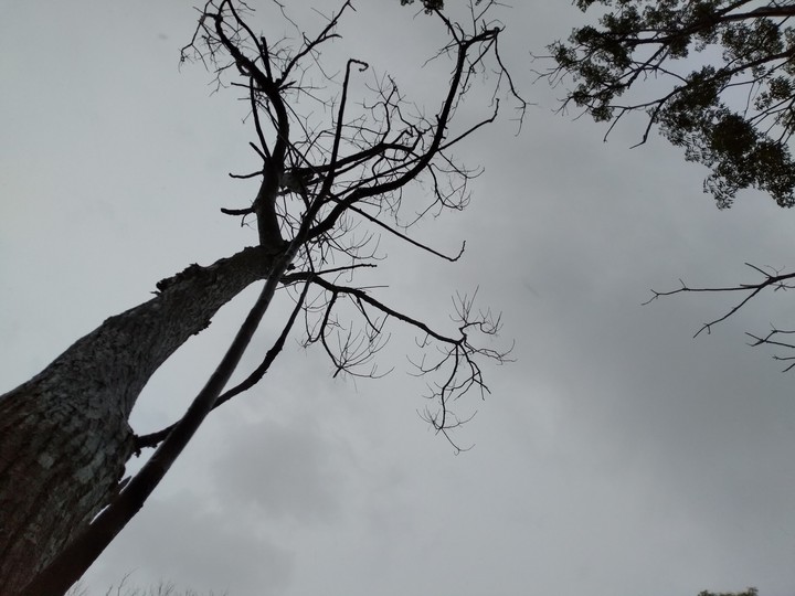 The lonely tree