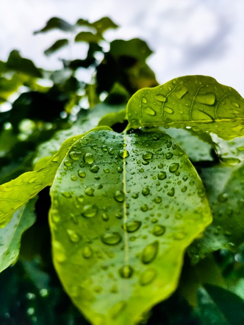 rain