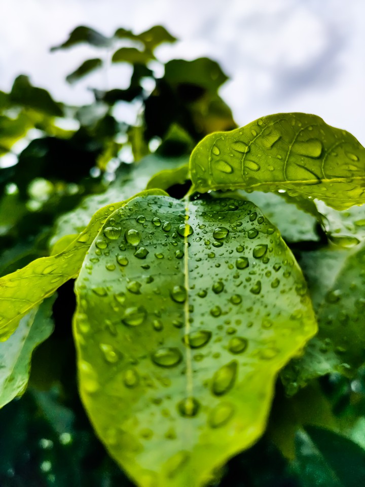 rain
