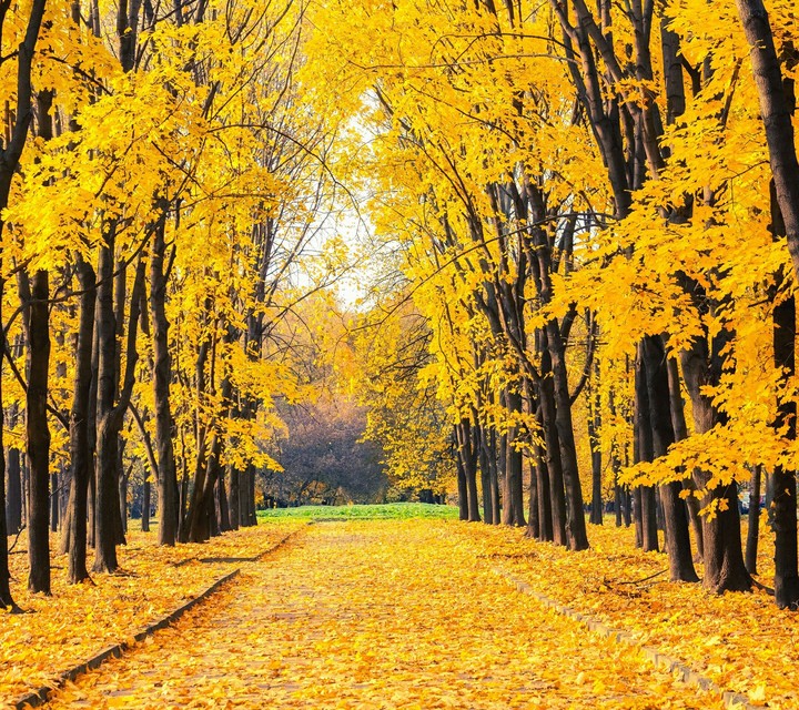 Autumn