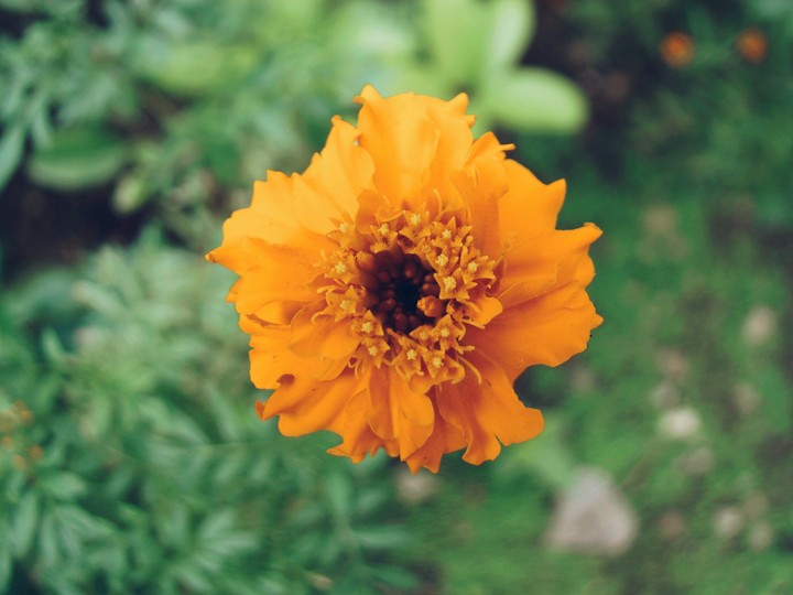 marigold