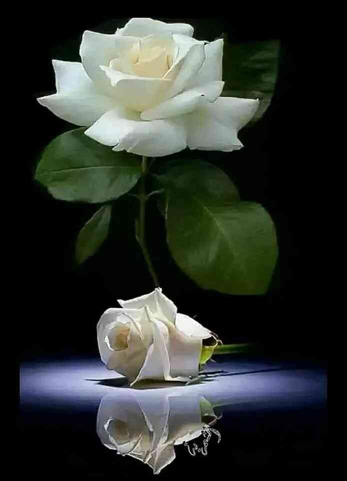 Beatifull White roses