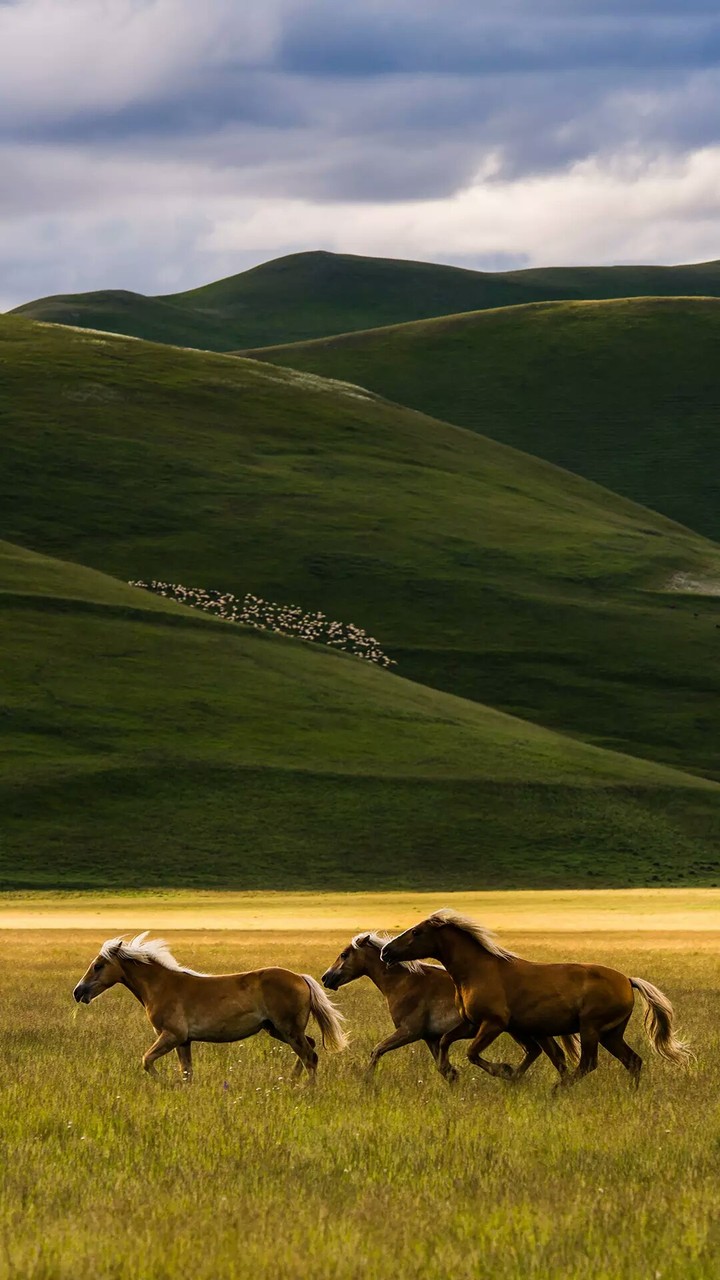 Horses