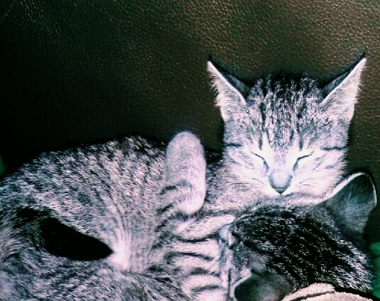 Zwei Katzen