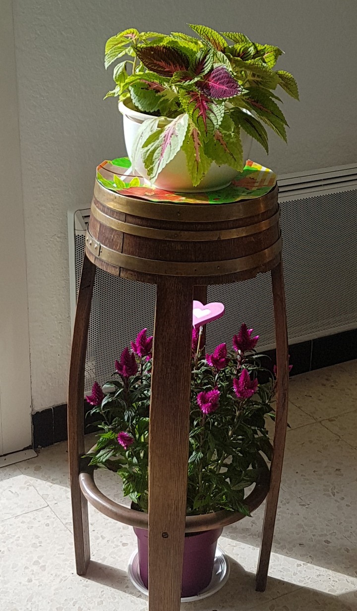 #plantes
