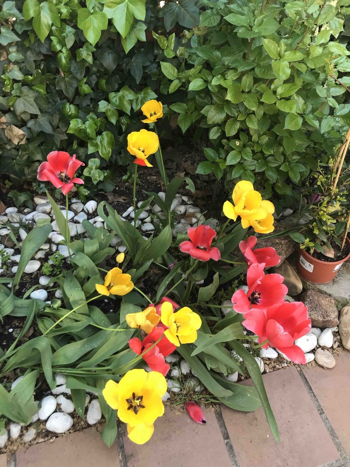 Tulipanes