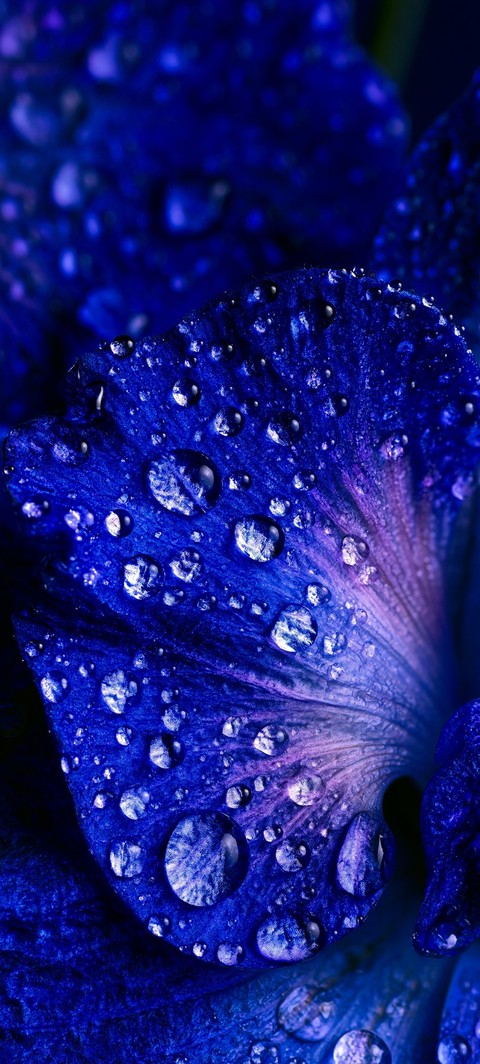 petal, 藍色桌布