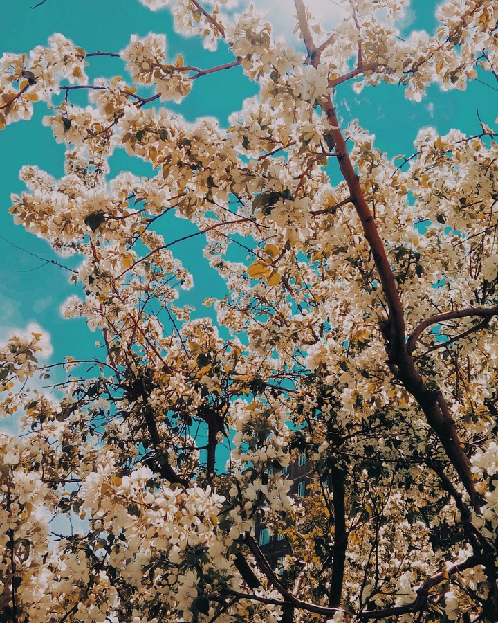 spring