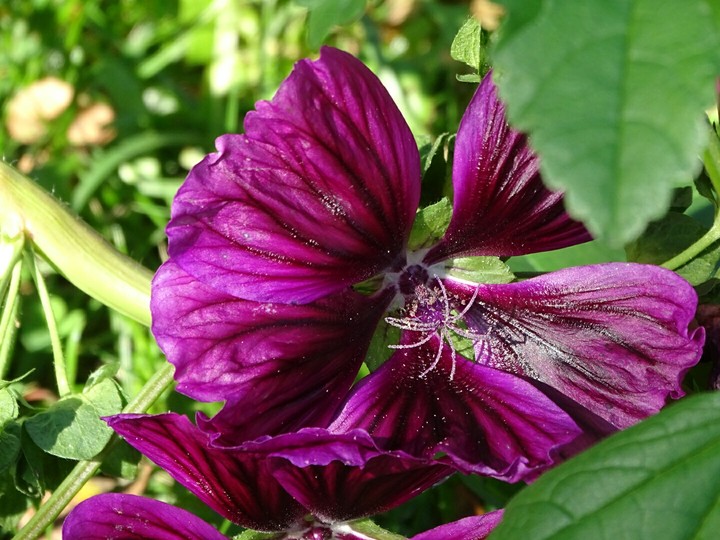 blossom