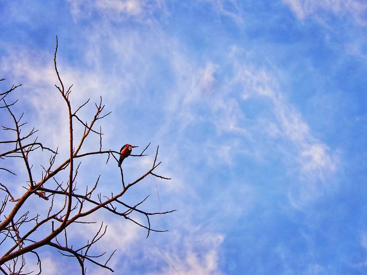 kingfisher