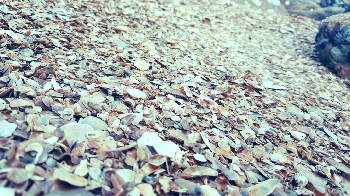 sea shell