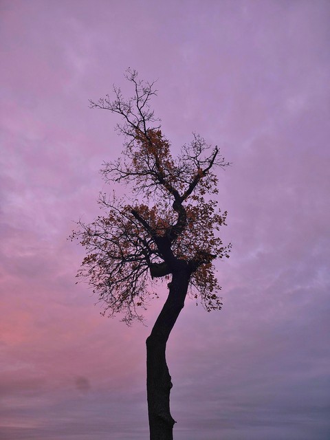 树枝, wind壁纸