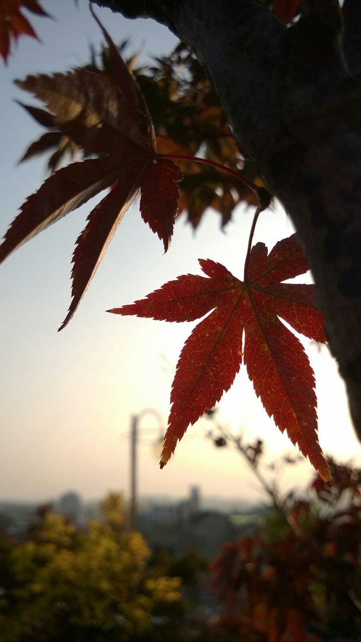 maple