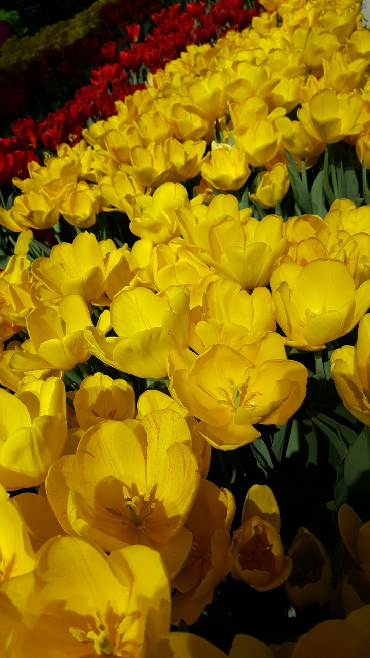 spring