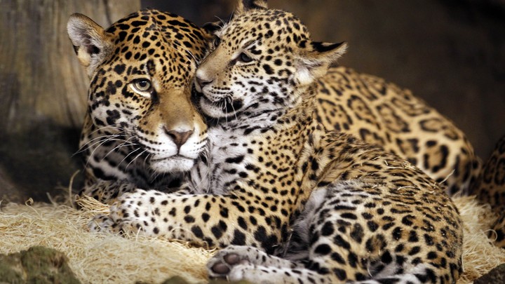 little jaguar and young jaguar