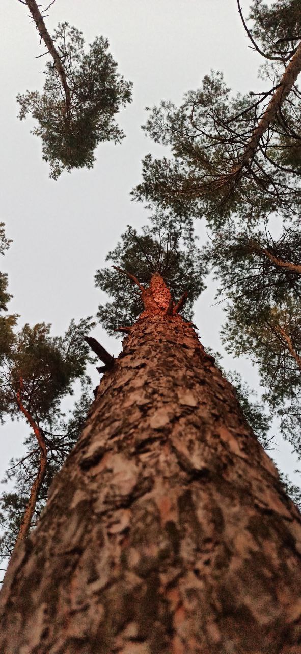 tree