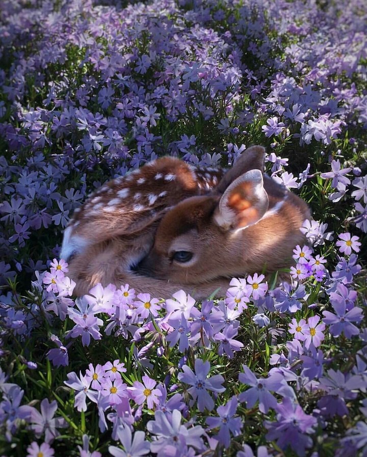 deer