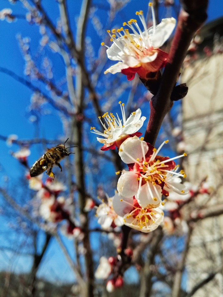 Spring
