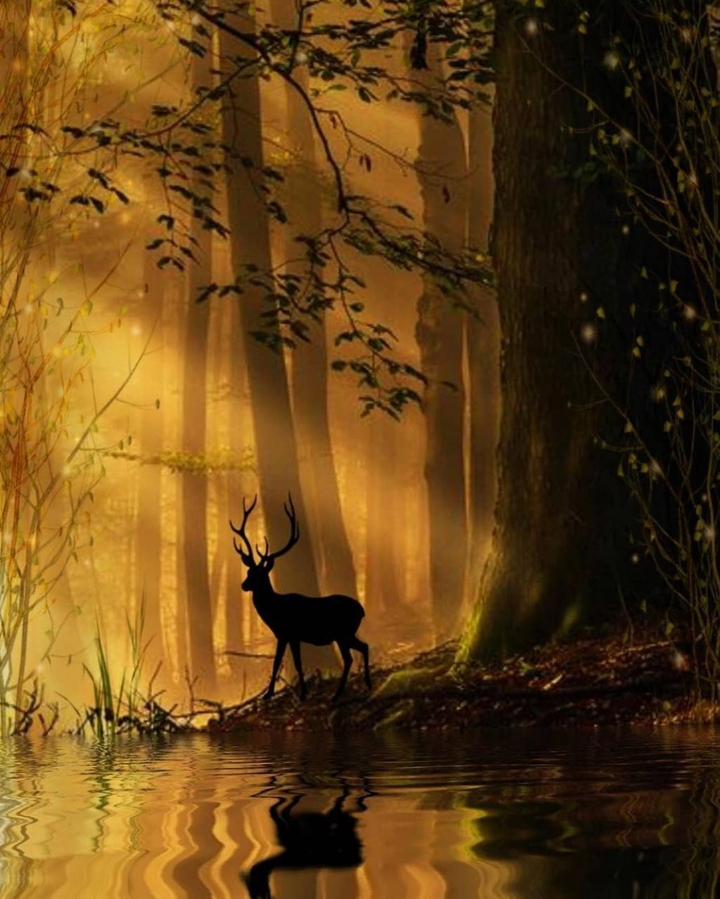 wallpapers_sah.spid