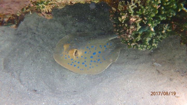 red sea