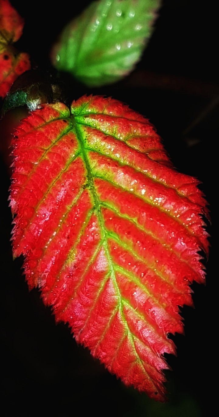 Red color