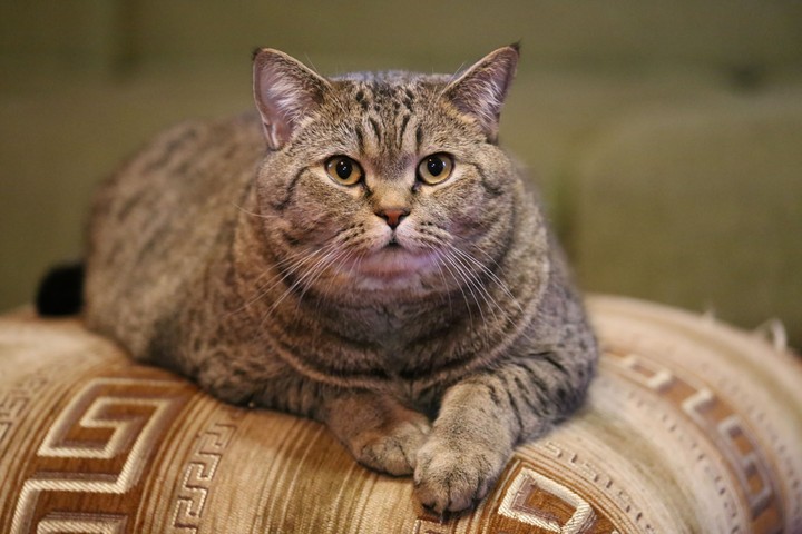 my love cat Foma