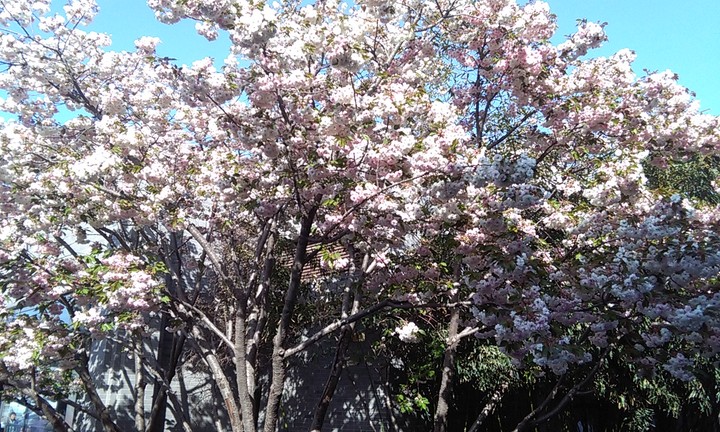 Flowers in Sunny