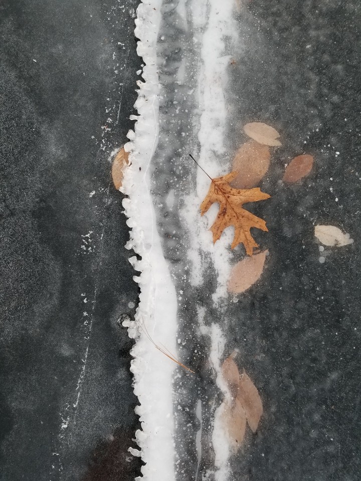 Leaf on Ice