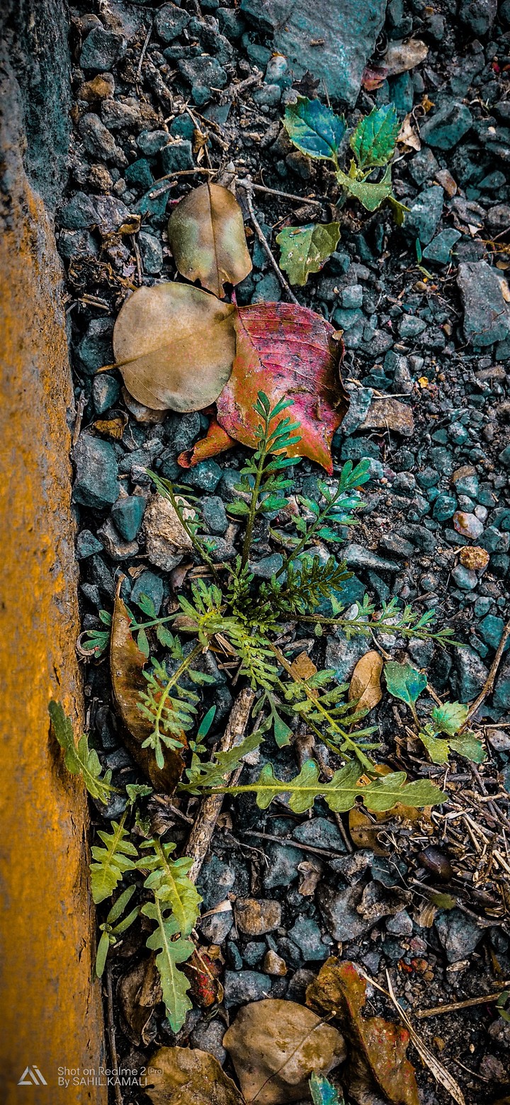 mobile photography