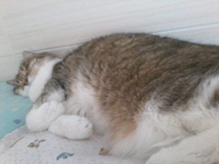 Océan 1998-2013.