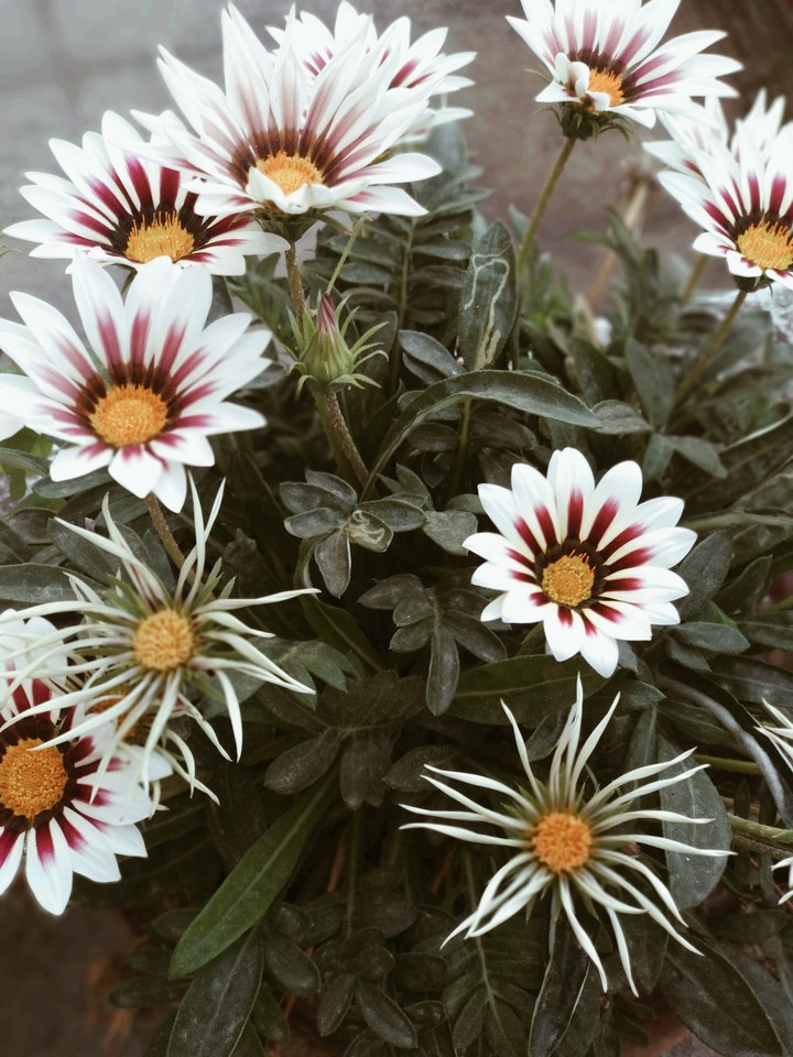 beautiful flowers