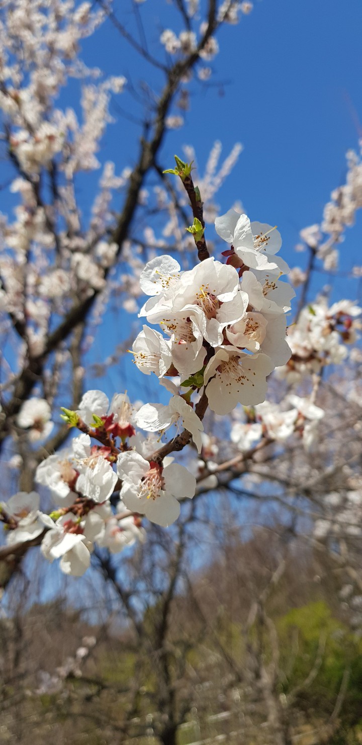 벚꽃