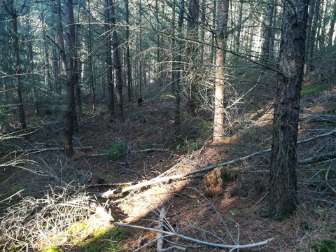 forest