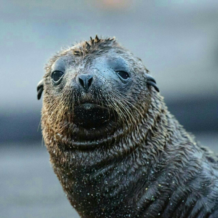 Seal