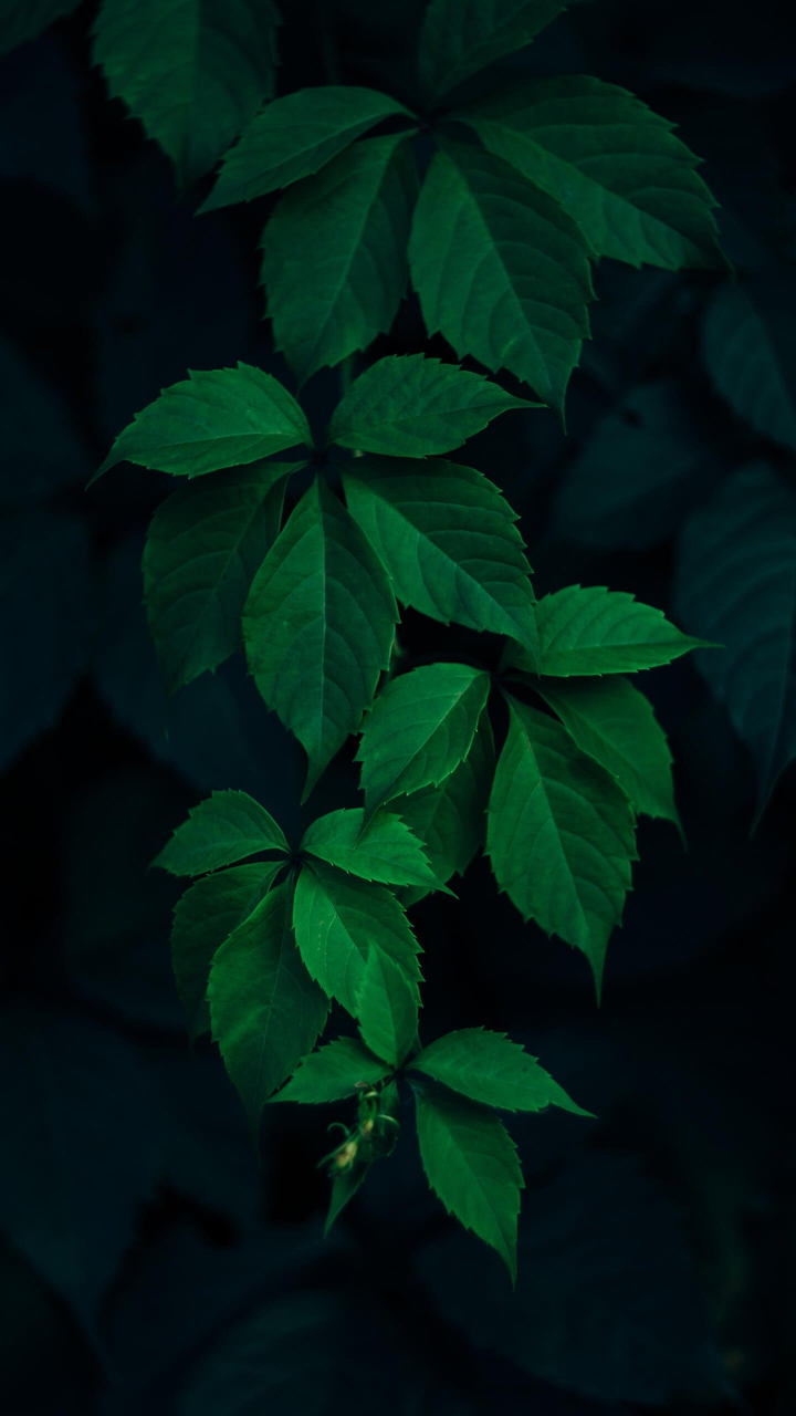 leaf