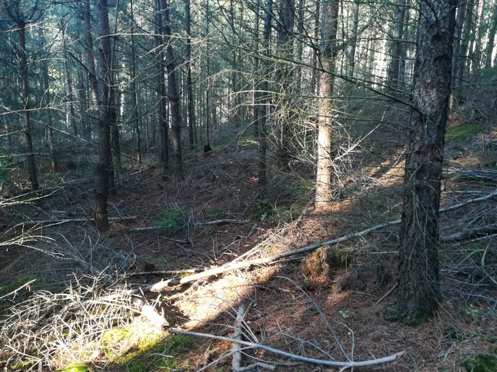 forest