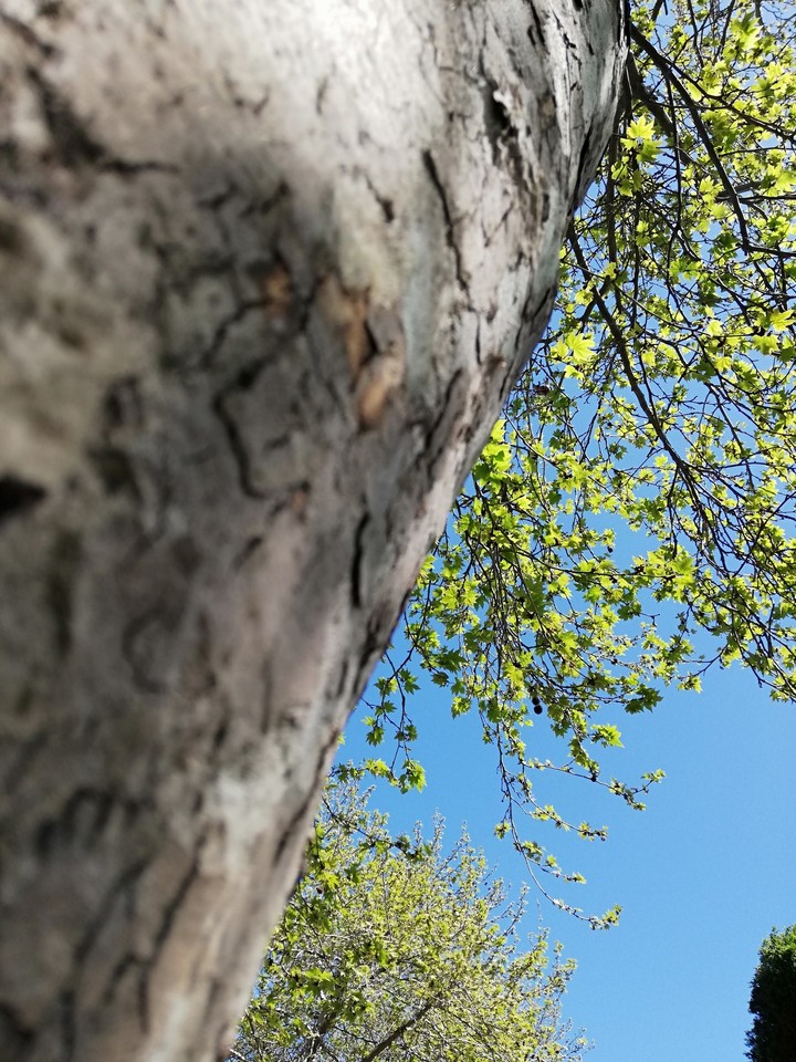 tree