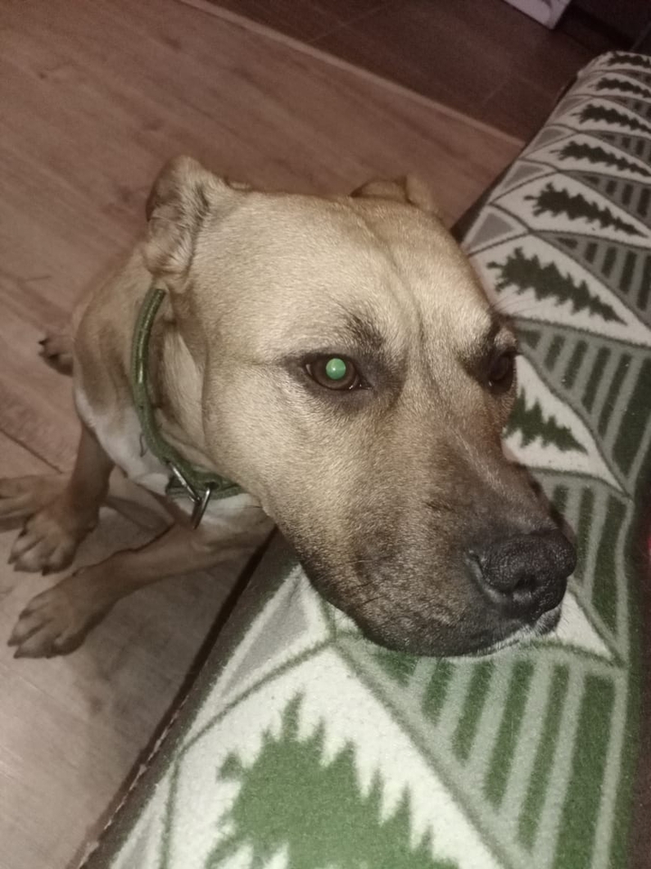 dog