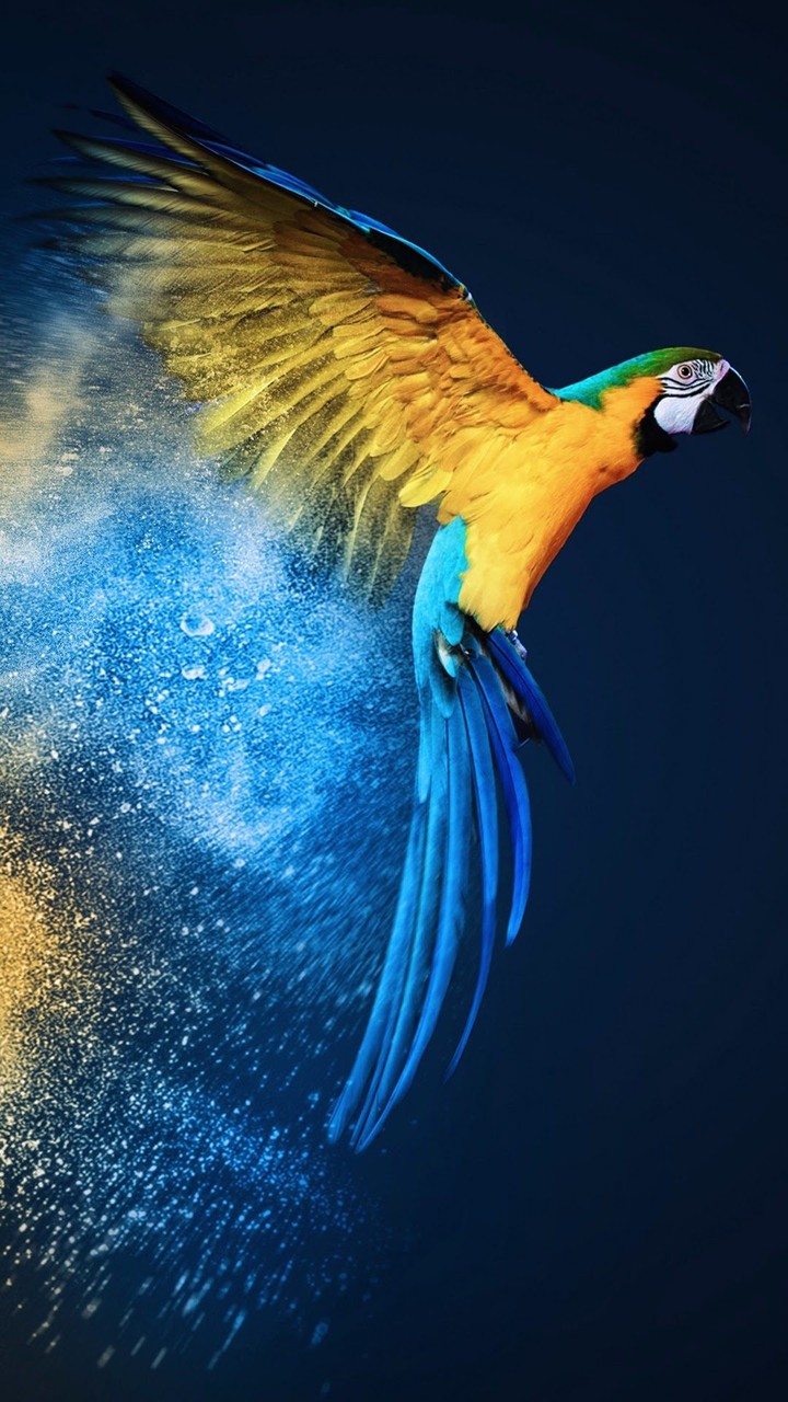 parrot in Black