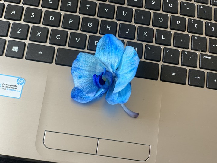blue orchids??