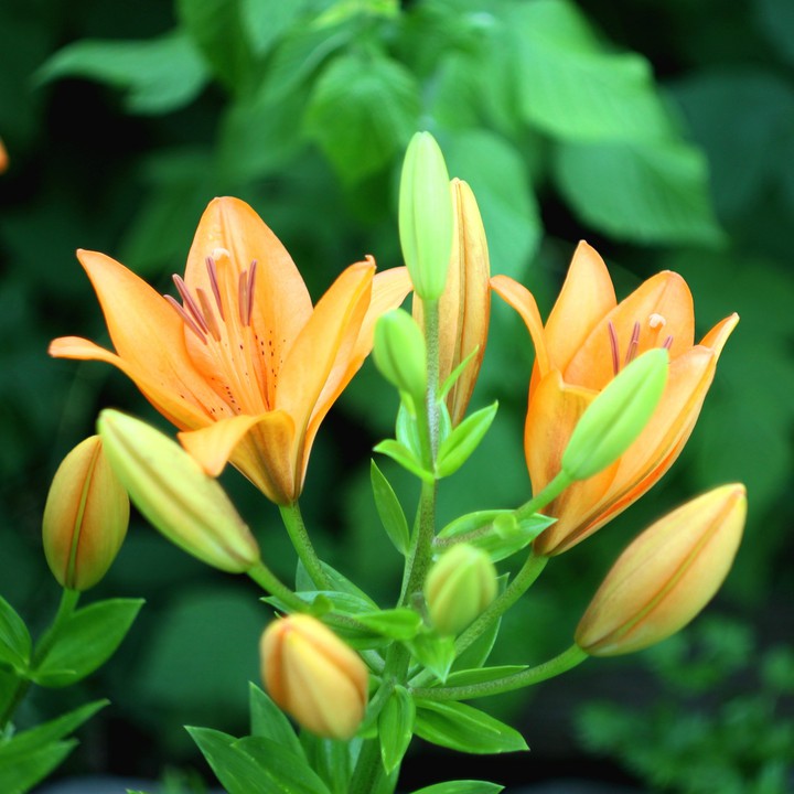 Beautiful lilies