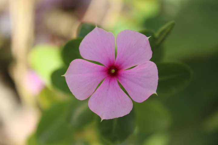 phool