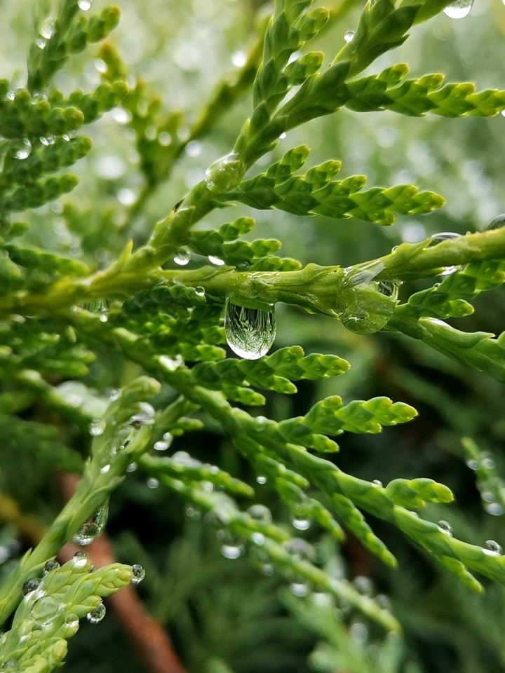 Juniperus