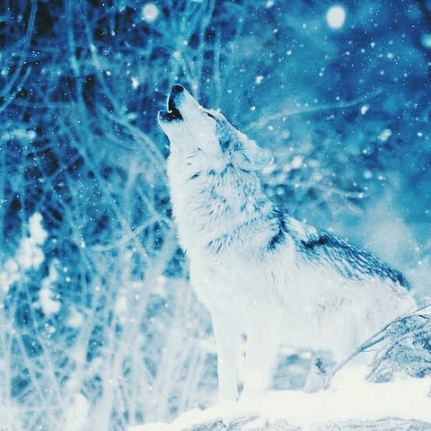 snow Wolf
