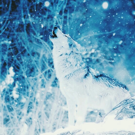 snow Wolf