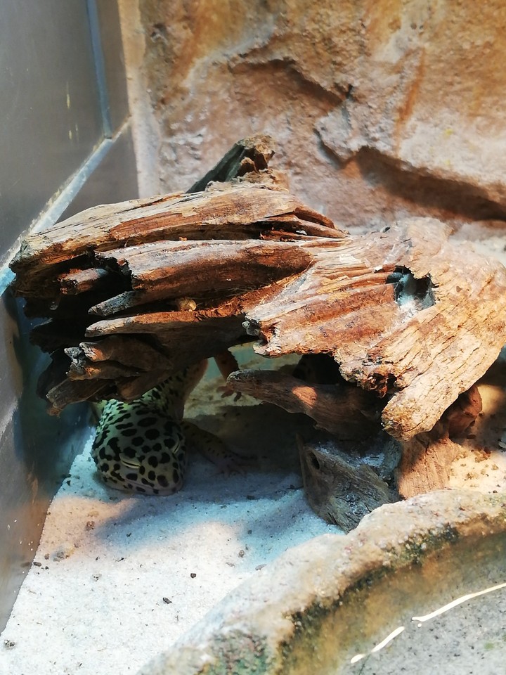 #lizard